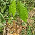 Cacao