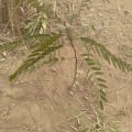 Cassia