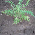 Grevillea
