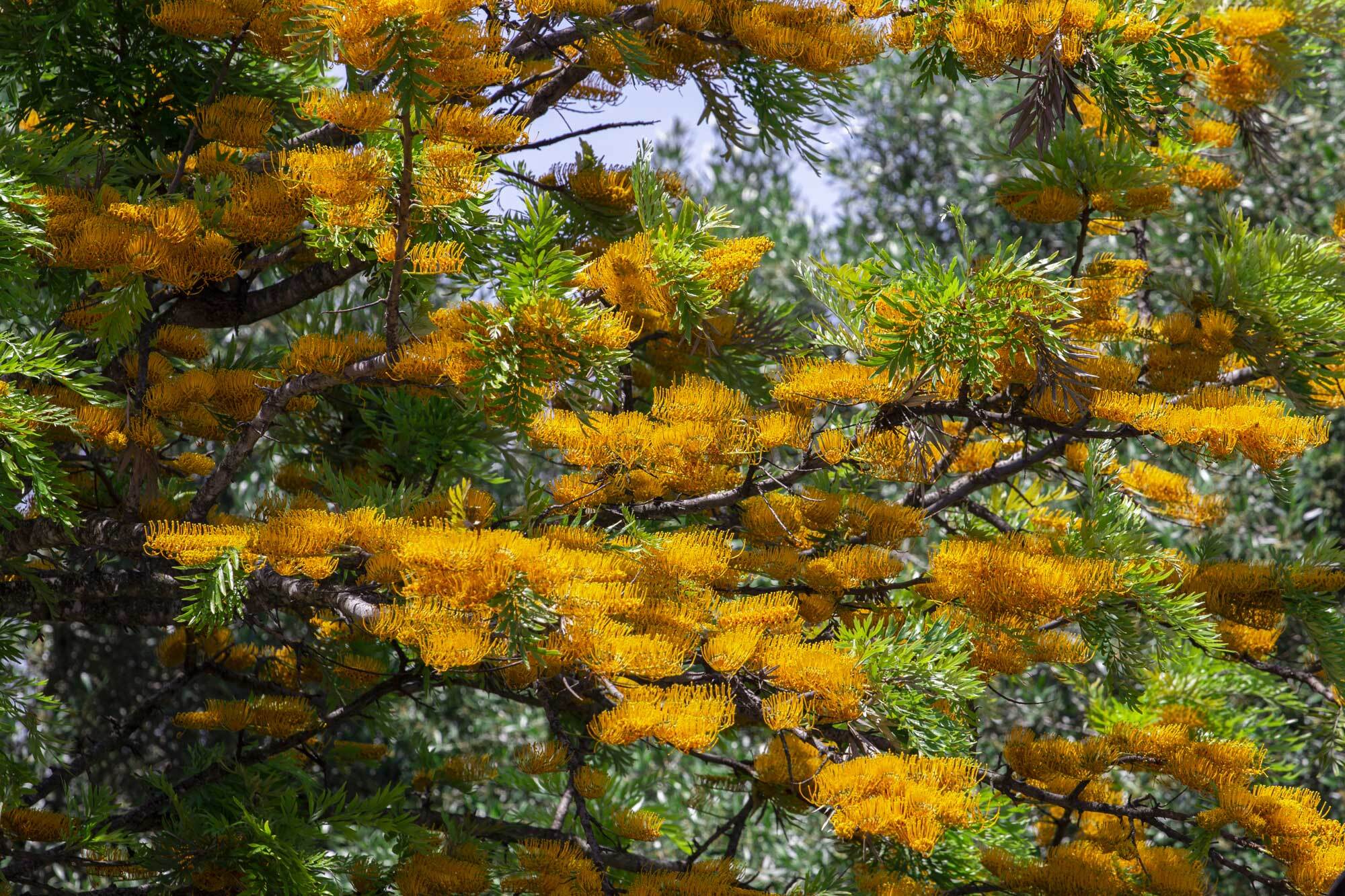 Caoba - Che albero è