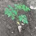 Moringa