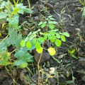 Moringa