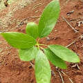 Avocatier