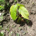 Cacao
