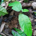 Cacao