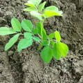 Moringa