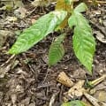 Cacao