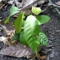 Cacao