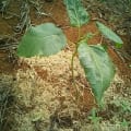 Tamarillo