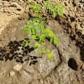 Baum des Stiers
