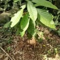 Cacao