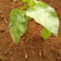 Tamarillo