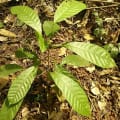 Cacao