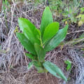 Acacia Mangium