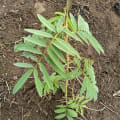 Tefrosia