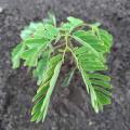 Albizia