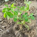 Moringa