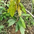 Cacaotier