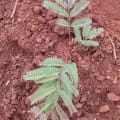 Calliandra