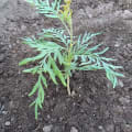 Grevillea
