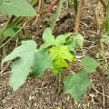 Papaya