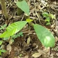 Cacao