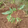Papaya