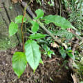 Caoba