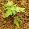 Papaya