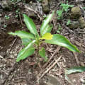 Avocatier