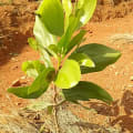 Acacia Mangium