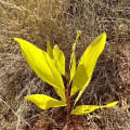 Acacia Mangium