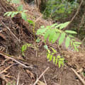 Spanish Cedar