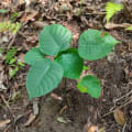 Albero Dinamite