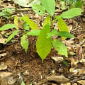 Cacaotier