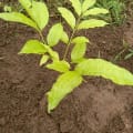 African Mahogany