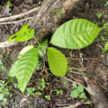 Cacao