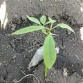 Avocatier