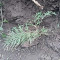 Grevillea