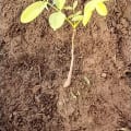 African Mahogany