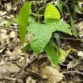 Cacao