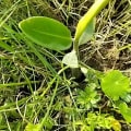 Red Mangrove