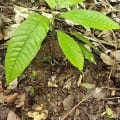 Cacao