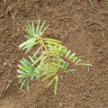 Tephrosia