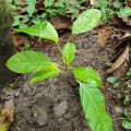 Caoba