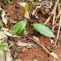 Cacao
