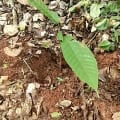 Cacao