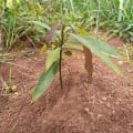 The Mango for Research