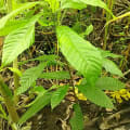 Cacao