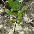 White Mangrove